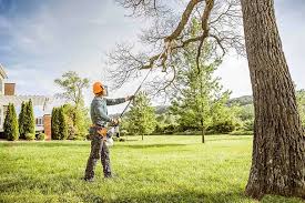 How Our Tree Care Process Works  in Myrtle Grove, NC